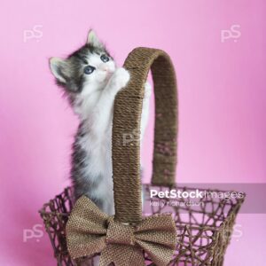 Black and white kitten playing and standing inside of a brown wood basket, Easter basket, Pink background.