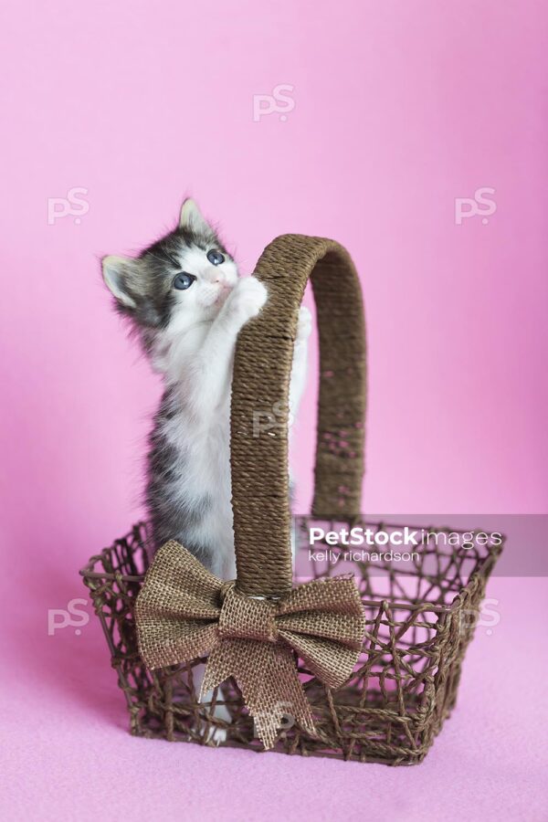 Black and white kitten playing and standing inside of a brown wood basket, Easter basket, Pink background.