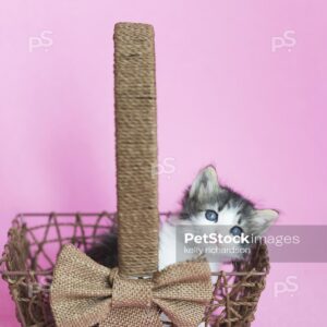 Black and white kitten playing and standing inside of a brown wood basket, Easter basket, Pink background.