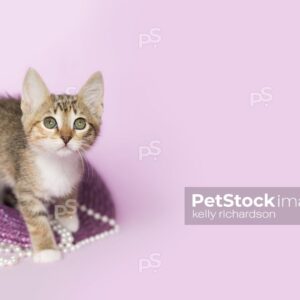 Brown tabby kitten sitting inside of an Easter bonnet hat playing with white pearls, purple, background.