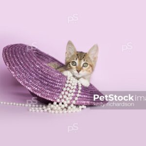 Brown tabby kitten sitting inside of an Easter bonnet hat