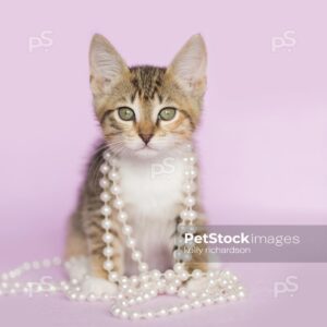 Brown Tabby kitten wearing pearls on purple background