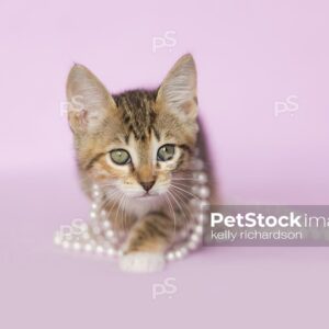 Tan Orange and White Tabby kitten walking forward tangled with white pearls on purple background.