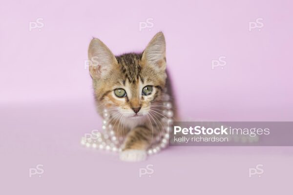 Tan Orange and White Tabby kitten walking forward tangled with white pearls on purple background.