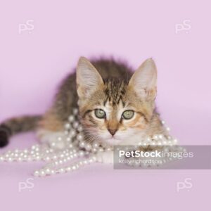 Brown Tabby kitten wearing pearls on purple background