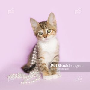 Royalty Free photo of Tan Orange and White Tabby kitten Tangled up and playing with white pearls on purple background.