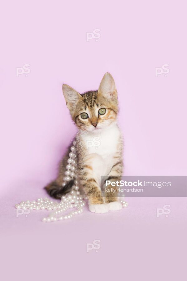 Royalty Free photo of Tan Orange and White Tabby kitten Tangled up and playing with white pearls on purple background.