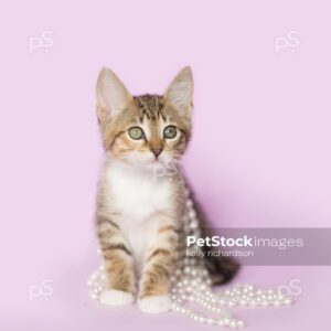 Royalty Free photo of Tan Orange and White Tabby kitten Tangled up and playing with white pearls on purple background.