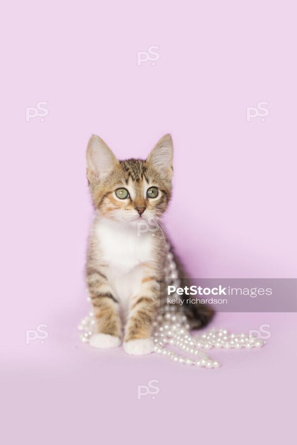 Royalty Free photo of Tan Orange and White Tabby kitten Tangled up and playing with white pearls on purple background.