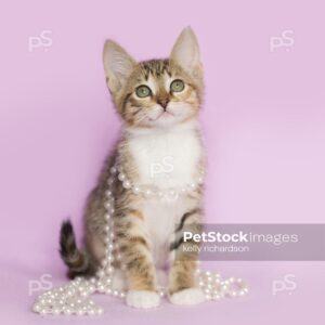 Royalty Free photo of Tan Orange and White Tabby kitten Tangled up and playing with white pearls on purple background.