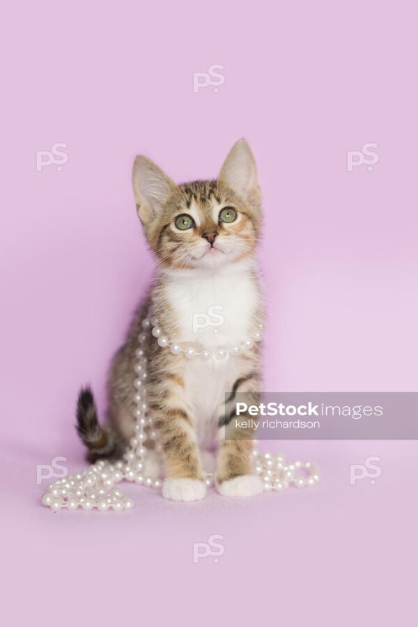 Royalty Free photo of Tan Orange and White Tabby kitten Tangled up and playing with white pearls on purple background.