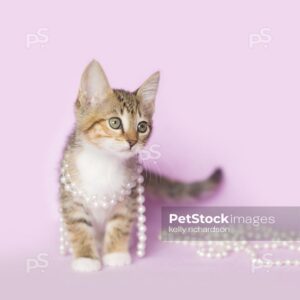 Royalty Free photo of Tan Orange and White Tabby kitten Tangled up and playing with white pearls on purple background.