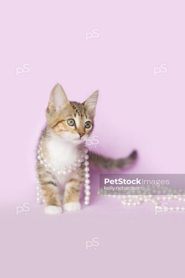 Royalty Free photo of Tan Orange and White Tabby kitten Tangled up and playing with white pearls on purple background.