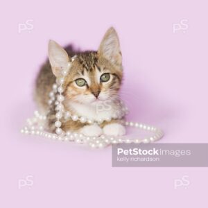 Royalty Free photo of Tan Orange and White Tabby kitten Tangled up and playing with white pearls on purple background.