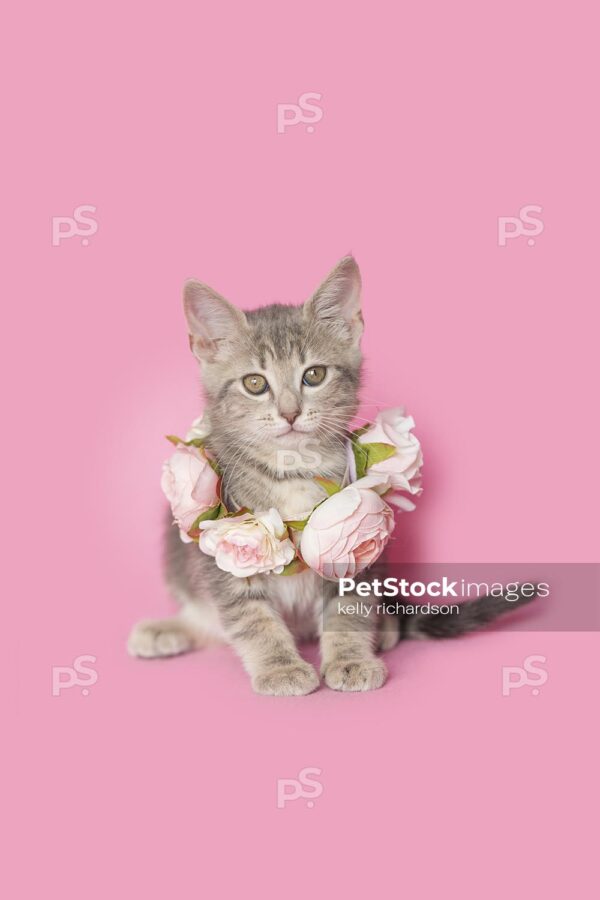 Royalty Free photo of Gray tabby kitten wearing a flower necklace, pink background.