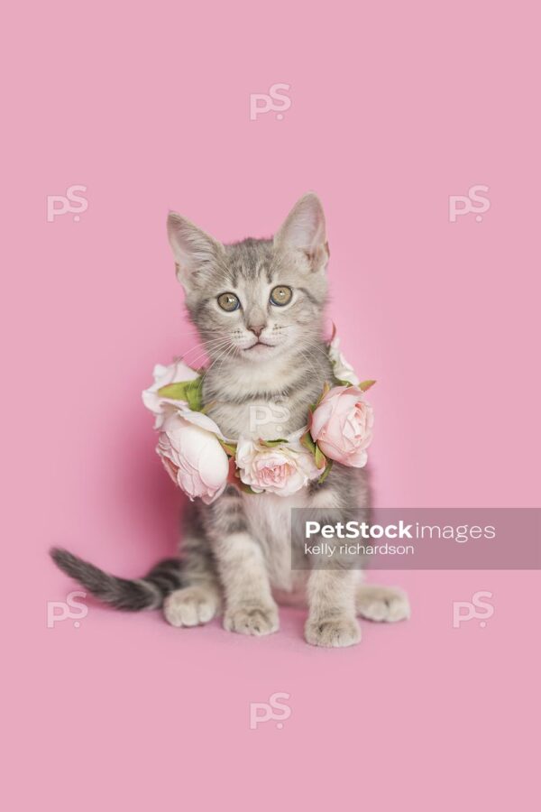 Royalty Free photo of Gray tabby kitten wearing a pink rose floral necklace, pink background.