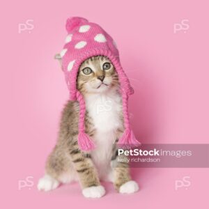 Royalty Free photo of Brown and white Tabby kitten wearing a pink and white, polka dot, knitted, winter hat, pink background.