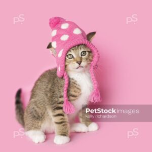 Royalty Free photo of Brown and white Tabby kitten wearing a pink and white, polka dot, knitted, winter hat, pink background.