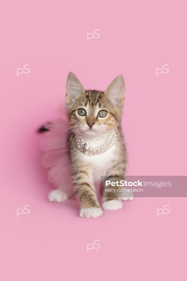 Royalty Free Pet Stock Image of a tan kitten wearing white pearl necklace, pink ballerina tutu skirt, pink background