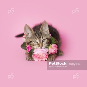 Royalty Free Pet Stock Image of a brown tabby kitten wearing a flower necklace, pink background