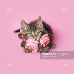 Royalty Free Pet Stock Image of a brown tabby kitten chewing and wearing a flower necklace, pink background