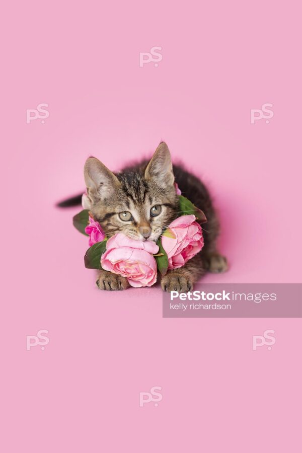 Royalty Free Pet Stock Image of a brown tabby kitten chewing and wearing a flower necklace, pink background