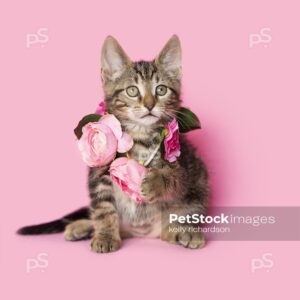 Royalty Free photo of Brown tabby kitten chewing on and wearing a pink rose floral necklace, pink background.