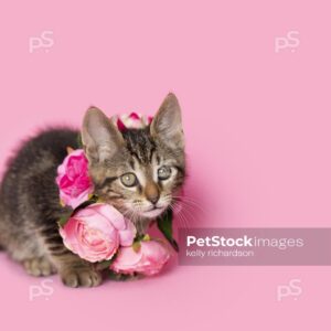 _MG_6320 Royalty Free photo of Brown tabby kitten wearing a pink rose floral necklace, pink background.