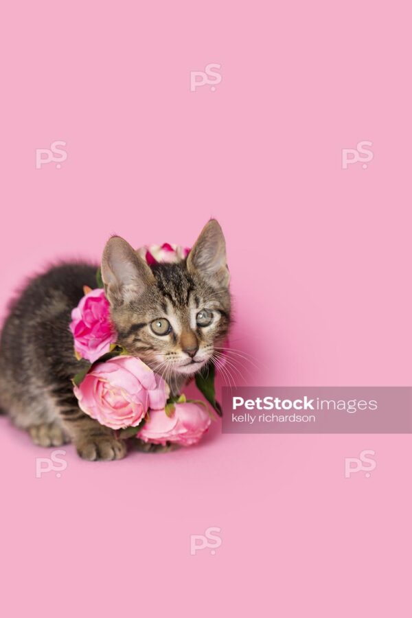 _MG_6320 Royalty Free photo of Brown tabby kitten wearing a pink rose floral necklace, pink background.