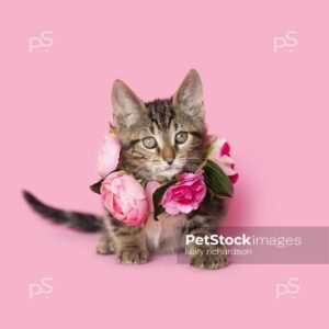 Royalty Free photo of Brown tabby kitten wearing a pink rose floral necklace, pink background.