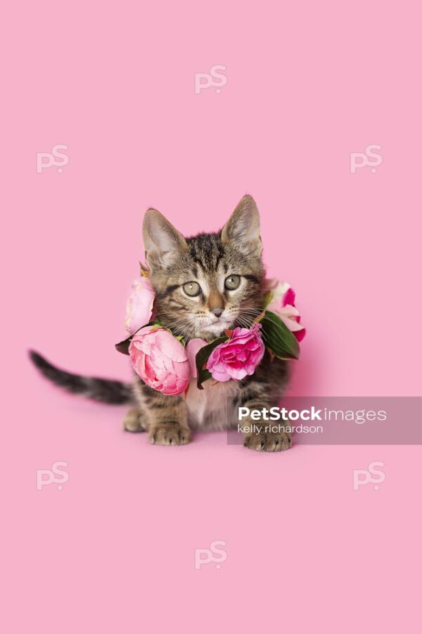 Royalty Free photo of Brown tabby kitten wearing a pink rose floral necklace, pink background.