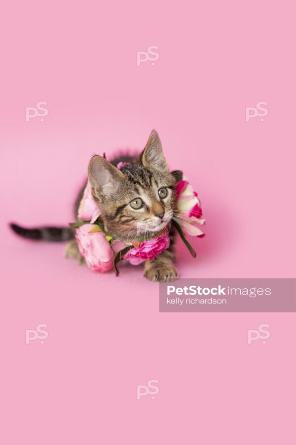 Royalty Free photo of Brown tabby kitten wearing a pink rose floral necklace, pink background.