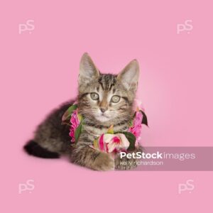 Royalty Free photo of Brown tabby kitten wearing a pink rose floral necklace, pink background.