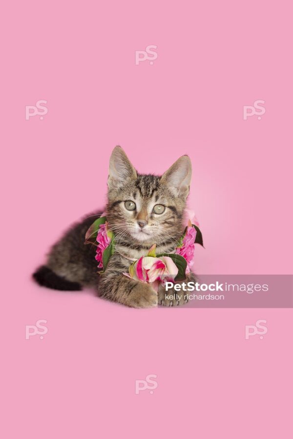 Royalty Free photo of Brown tabby kitten wearing a pink rose floral necklace, pink background.