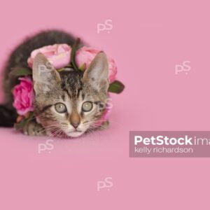 Royalty Free photo of Brown tabby kitten wearing a pink rose floral necklace, pink background.