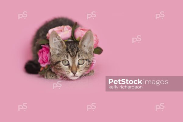 Royalty Free photo of Brown tabby kitten wearing a pink rose floral necklace, pink background.