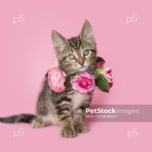 Royalty Free photo of Brown tabby kitten wearing a pink rose floral necklace, pink background.