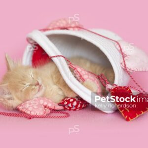 Orange tabby kitten playing in white basket with heart garland decoration pink