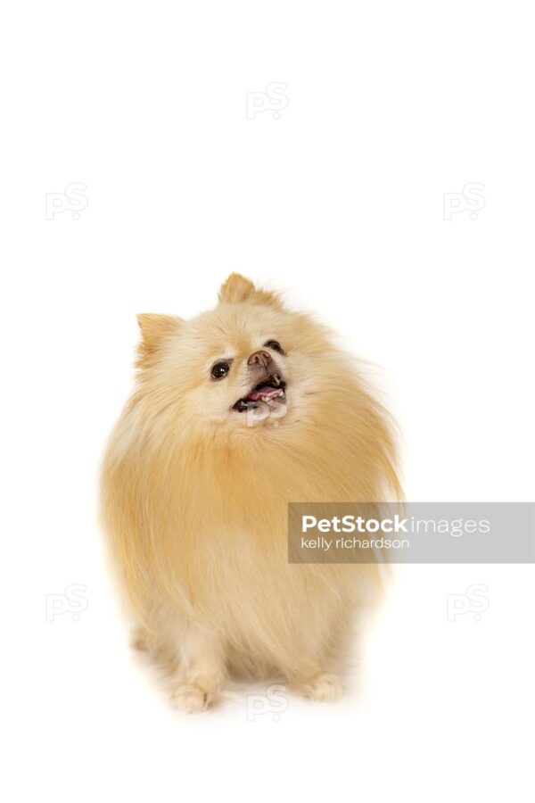 Royalty Free Stock Photo of a Tan Pomeranian Puppy Isolated on a white background.