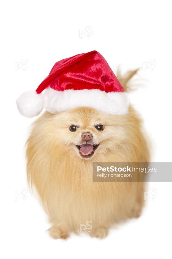 Royalty Free Stock Photo of a Tan Pomeranian Puppy Wearing Santa Hat Isolated on a white background.