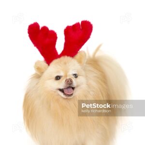 Royalty Free Stock Photo of a Tan Pomeranian Puppy Wearing Red Reindeer Ears Isolated on a white background.