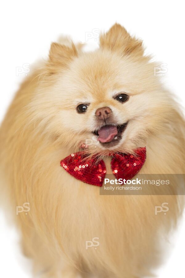 Royalty Free Stock Photo of a Tan Pomeranian Puppy Wearing Red Red Glitter Bow Tie Isolated on a white background.