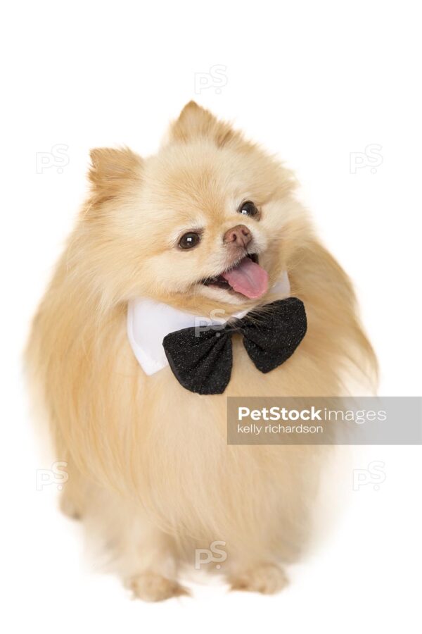 Royalty Free Stock Photo of a Tan Pomeranian Puppy Wearing a Black and White Tuxedo Bow Tie Isolated on a white background.