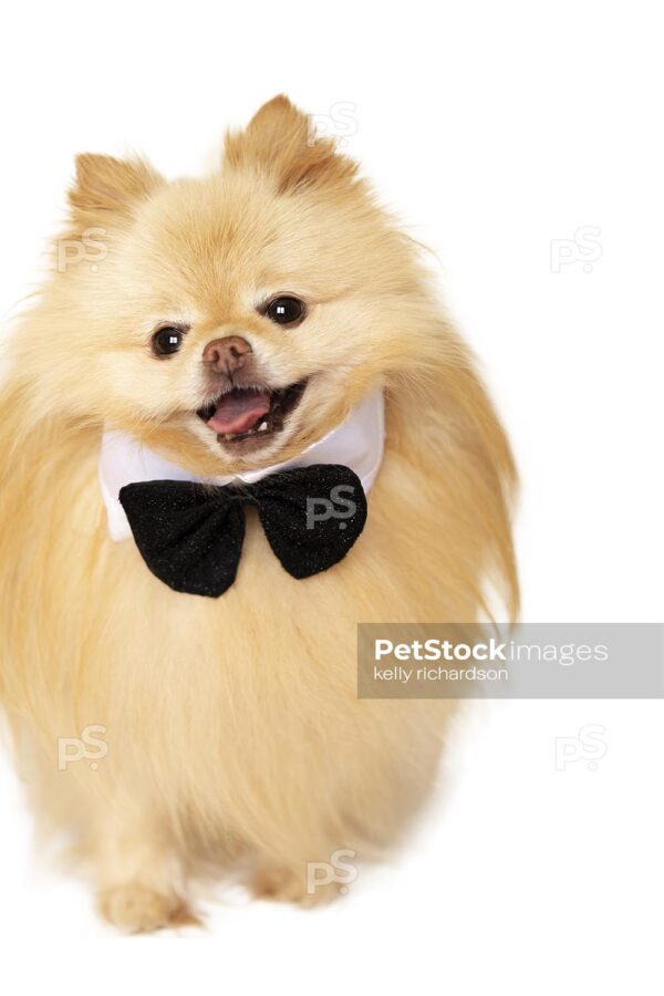 Royalty Free Stock Photo of a Tan Pomeranian Puppy Wearing a Black and White Tuxedo Bow Tie Isolated on a white background.