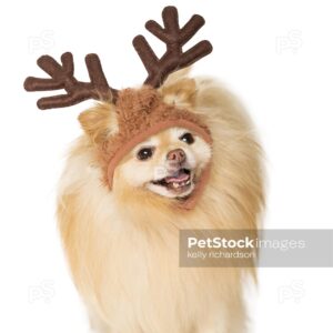 oyalty Free Stock Photo of a Tan Pomeranian Puppy Wearing Reindeer Ears Isolated on a white background.