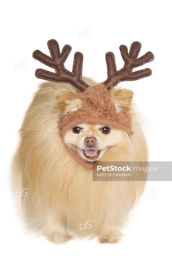 oyalty Free Stock Photo of a Tan Pomeranian Puppy Wearing Reindeer Ears Isolated on a white background.