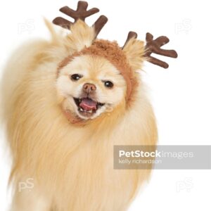 oyalty Free Stock Photo of a Tan Pomeranian Puppy Wearing Reindeer Ears Isolated on a white background.