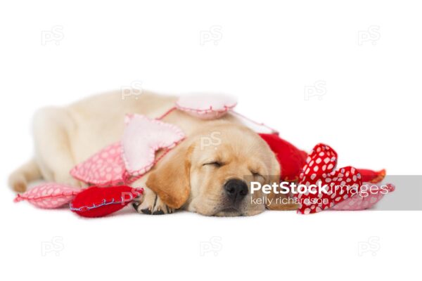 Sleeping Yellow Labrador Puppy wrapped up in Valentines Day heart garland, white background.