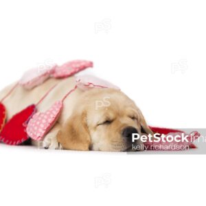 SLEEPING Yellow Labrador Puppy wrapped up in Valentines Day heart garland, white background.