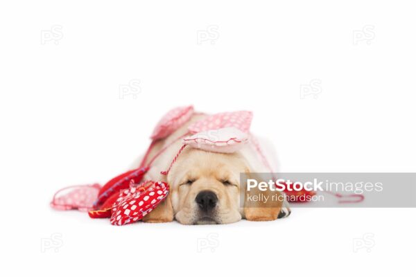 SLEEPING Yellow Labrador Puppy wrapped up in Valentines Day heart garland, white background.